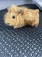 Baby Guinea Pigs Carousel 8