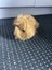 Baby Guinea Pigs Carousel 9