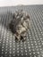 Baby Guinea Pigs Carousel 10