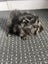 Baby Guinea Pigs Carousel 11