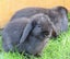 Minilops (Purebred) Carousel 7