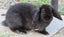 Minilops (Purebred) Carousel 8