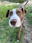 Clay (Ellie's Canine Rescue & Rehome) Carousel 1