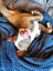 Clay (Ellie's Canine Rescue & Rehome) Carousel 2