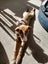 Clay (Ellie's Canine Rescue & Rehome) Carousel 3
