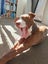 Clay (Ellie's Canine Rescue & Rehome) Carousel 5