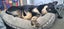 Pound Paws Rescue - Beautiful natured Gavin - Kaiapoi Carousel 3