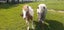Miniature horses Carousel 1