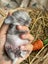 **Trained Mini Lop Bunny Rabbits & Care Package** Carousel 3