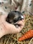 **Trained Mini Lop Bunny Rabbits & Care Package** Carousel 5