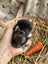 **Trained Mini Lop Bunny Rabbits & Care Package** Carousel 4