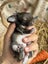 **Trained Mini Lop Bunny Rabbits & Care Package** Carousel 6