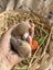 **Trained Mini Lop Bunny Rabbits & Care Package** Carousel 7