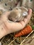 **Trained Mini Lop Bunny Rabbits & Care Package** Carousel 8