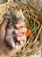 **Trained Mini Lop Bunny Rabbits & Care Package** Carousel 9