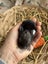 **Trained Mini Lop Bunny Rabbits & Care Package** Carousel 10