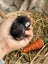 **Trained Mini Lop Bunny Rabbits & Care Package** Carousel 11