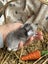 **Trained Mini Lop Bunny Rabbits & Care Package** Carousel 13