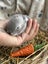 **Trained Mini Lop Bunny Rabbits & Care Package** Carousel 14
