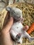 **Trained Mini Lop Bunny Rabbits & Care Package** Carousel 15
