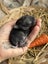 **Trained Mini Lop Bunny Rabbits & Care Package** Carousel 16
