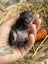 **Trained Mini Lop Bunny Rabbits & Care Package** Carousel 17