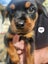Purebred Rottweiler puppies Carousel 6