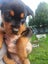 Purebred Rottweiler puppies Carousel 4