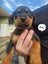 Purebred Rottweiler puppies Carousel 5