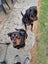 Purebred Rottweiler puppies Carousel 3