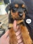 Purebred Rottweiler puppies Carousel 7