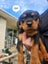 Purebred Rottweiler puppies Carousel 9
