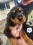 Purebred Rottweiler puppies Carousel 8