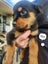 Purebred Rottweiler puppies Carousel 10