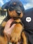 Purebred Rottweiler puppies Carousel 11
