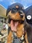 Purebred Rottweiler puppies Carousel 12