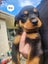 Purebred Rottweiler puppies Carousel 13
