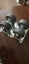 4 x Castors Carousel 1