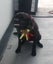 Purebred Labrador Puppies Carousel 5