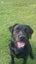 Purebred Labrador Puppies Carousel 4