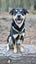 Pound Paws Rescue - Beautiful natured Gavin - Kaiapoi Carousel 1