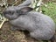 Flemish Giant Baby Rabbits - Blue/Greys Carousel 3