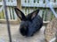 pair flemish giants x Carousel 1
