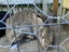 pair flemish giants x Carousel 2