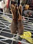 ARIAT BOOTS Carousel 6