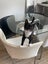Rescue kitten Blossom Carousel 4