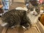 Ragdoll x Moggie - up for adoption Carousel 1