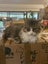 Ragdoll x Moggie - up for adoption Carousel 3