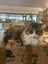 Ragdoll x Moggie - up for adoption Carousel 4