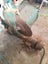 Wadkin Radial Arm Saw Carousel 4